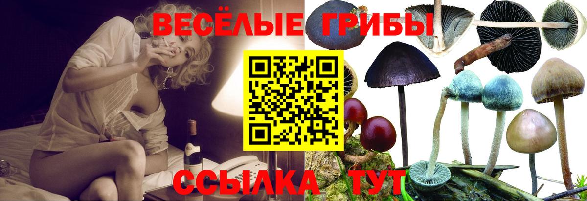 Тверь  Псилоцибиновые грибы MAGIC MUSHROOMS  Вход с VPN  Галлюциногенные грибы Psilocybe 